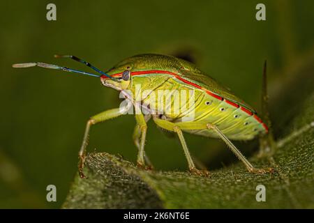 Adulter grüner Stinkfehler der Art Chinavia ubica Stockfoto