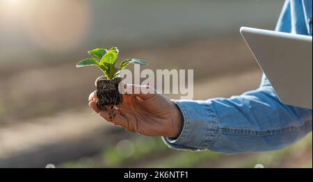 Gärtnerin hält Kohlkeimling mit Wurzeln und Tablette in den Händen. Pflanzen und untersuchen Kohlsamen. Ökologischer Landbau, Gartenbau und hausgemachte Lebensmittel Stockfoto