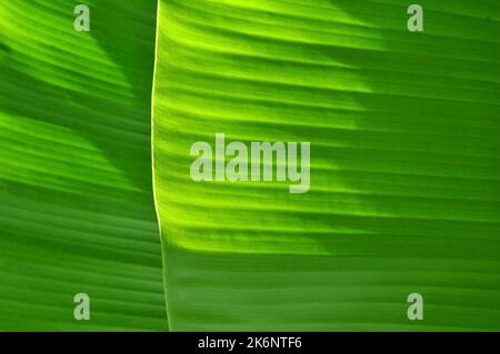 Hintergrund und Textur von frischen grünen Bananenblättern Stockfoto