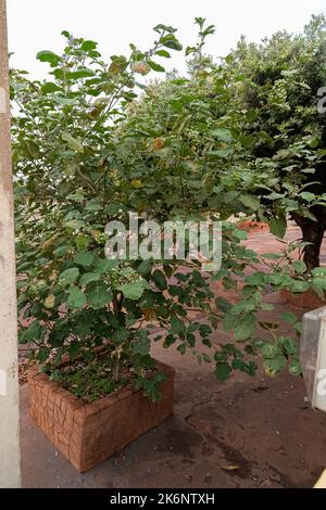 Blühende Pflanze der Art Solanum paniculatum, allgemein bekannt als Jurubeba, ein Nachtschatten, der in fast ganz Brasilien verbreitet ist Stockfoto