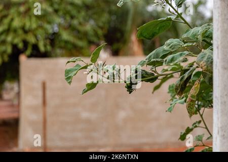 Blühende Pflanze der Art Solanum paniculatum, allgemein bekannt als Jurubeba, ein Nachtschatten, der in fast ganz Brasilien verbreitet ist Stockfoto