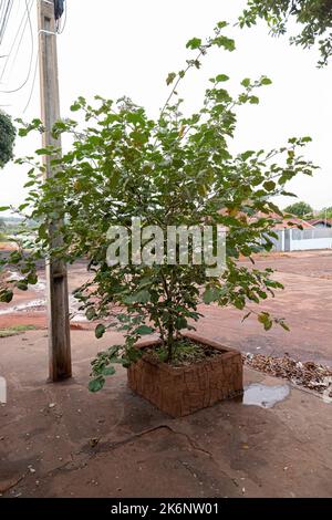 Blühende Pflanze der Art Solanum paniculatum, allgemein bekannt als Jurubeba, ein Nachtschatten, der in fast ganz Brasilien verbreitet ist Stockfoto