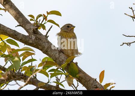 Weiblicher Safranfink Vogel der Art Sicalis flaveola Stockfoto