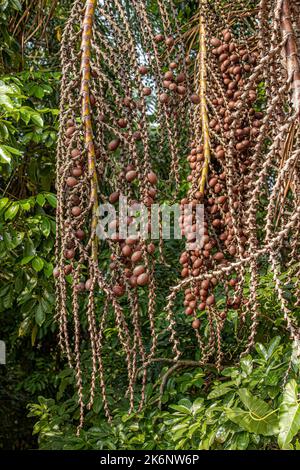 Rote Früchte der Buriti-Palme mit selektivem Fokus Stockfoto