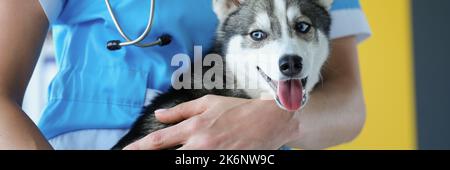 Der Tierarzt hält einen Husky Welpe, der Hund ist Nahaufnahme Stockfoto