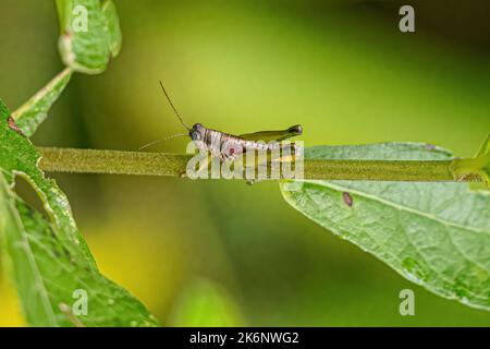 Spornkehlige Grasshopper-Nymphe der Unterfamilie Melanoplinae Stockfoto