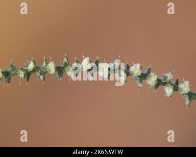 Zweig der stacheligen russischen Distel mit Blumen. Salsola kali ssp. Tragus Stockfoto