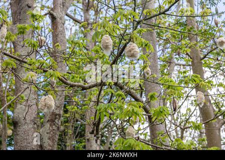 Äste mit hängenden Fasern aus enthackten Früchten des Baumwollbaums oder Kapok (Ceiba pentandra). Bali, Indonesien. Stockfoto