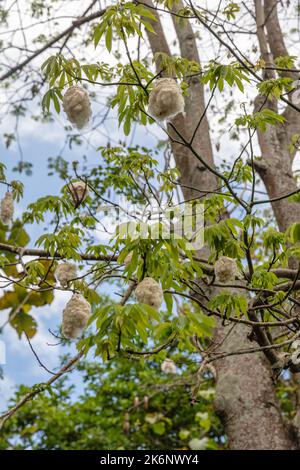 Äste mit hängenden Fasern aus enthackten Früchten des Baumwollbaums oder Kapok (Ceiba pentandra). Bali, Indonesien. Stockfoto