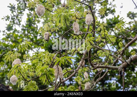 Äste mit hängenden Fasern aus enthackten Früchten des Baumwollbaums oder Kapok (Ceiba pentandra). Bali, Indonesien. Stockfoto