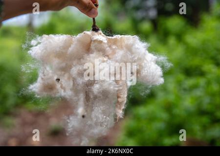 Handhaltende Fasern aus enthackten Früchten des Baumwollbaums oder Kapok (Ceiba pentandra). Bali, Indonesien. Stockfoto