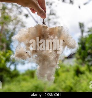 Handhaltende Fasern aus enthackten Früchten des Baumwollbaums oder Kapok (Ceiba pentandra). Bali, Indonesien. Stockfoto