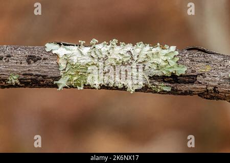 Kleiner Schild Lichen der Familie Parmeliaceae Stockfoto