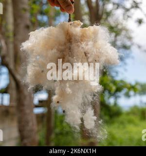 Handhaltende Fasern aus enthackten Früchten des Baumwollbaums oder Kapok (Ceiba pentandra). Bali, Indonesien. Stockfoto