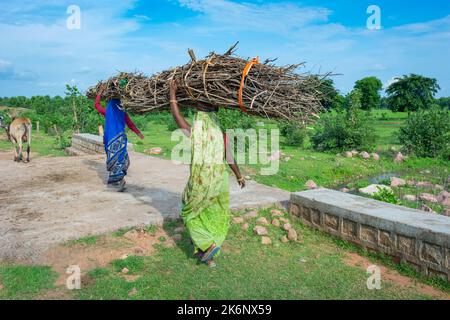 TIKAMGARH, MADHYA PRADESH, INDIEN - 11. AUGUST 2022: Frauen tragen Feuerholz auf ihrem Kopf. Stockfoto