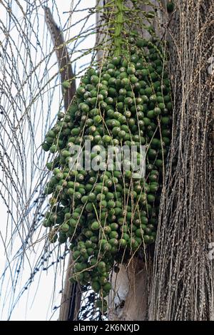 Königin Palme der Art Syagrus romanzoffiana Stockfoto