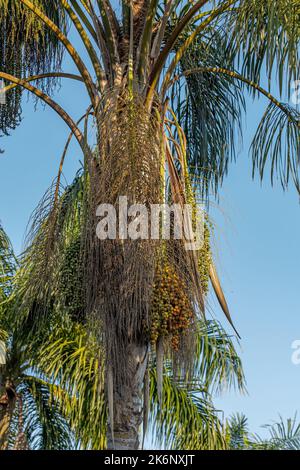 Königin Palme der Art Syagrus romanzoffiana Stockfoto