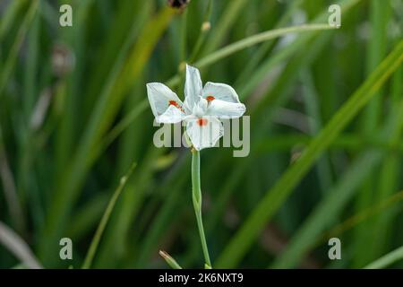 Kleine zweiwöchige Lilie Weiße Blume der Art Dietes iridioides Stockfoto