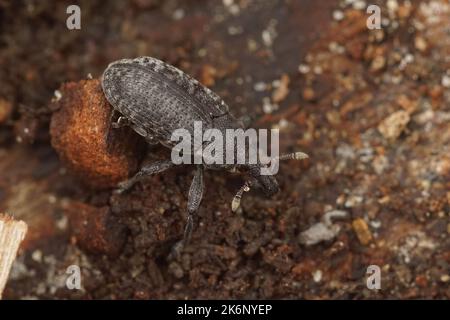 Detailreiche Nahaufnahme des Canada Thistle Bud Weevil, Larinus carlinae, sitzend auf Holz Stockfoto