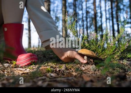 Wanderer in rosa Gummistiefeln nimmt leckere essbare Pilze im Wald auf, um zu Hause köstliche Gerichte zu kochen Stockfoto