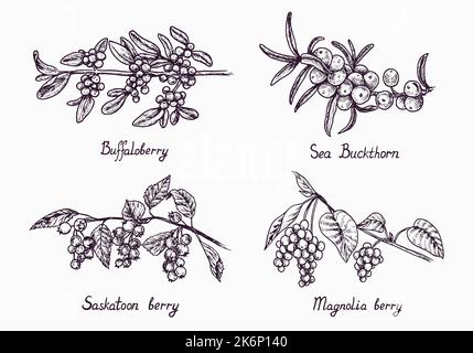 Buffaloberry, Sanddorn, saskatoon und Magnolien Beerenzweig mit Beeren und Blättern, skizzieren einfache Doodle Zeichnung mit Inschrift, Tiefdruck-Stil Stockfoto