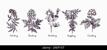 Holunderbeere (Sambucus), Baneberry (Actaea), Huckleberry, Honeyberry und Cloudberry (Rubus chamaemorus), Zweig mit Beeren und Blättern, Gekritzel Stockfoto