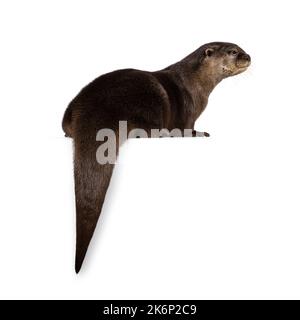 Niedliche junge asiatische kleine Krallenotter alias Aonyx cinerea, sitzt rückwärts am Rand. Blick von der Kamera weg. Isoliert auf weißem Hintergrund. Stockfoto