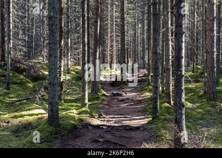 Ein Wanderweg durch einen finnischen Kiefernwald mit der Sonne, die zwischen den Bäumen scheint. Repovesi-Nationalpark in Kouvola, Finnland. Stockfoto