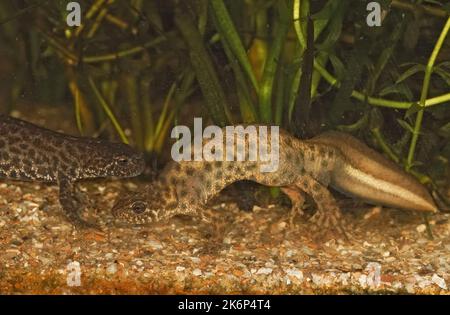 Nahaufnahme eines aquatischen Männchen einer gefährdeten Eureopeischen Kammmolch-Art, Triturus ivanbureschi Stockfoto