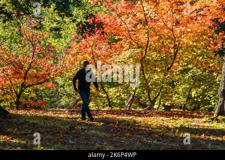 London, Großbritannien. 15 Oktober 2022 . Ein Mann geht am Morgen Sunhine auf Wimbledon Common, Südwesten Londons Silhouetten gegen die Ahornbäume, die begonnen haben, Farbe . Kredit: amer ghazzal/Alamy Live Nachrichten. Stockfoto