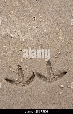 Vogelspuren im Sand an einem Strand in saltburn, North yorkshire, Großbritannien Stockfoto