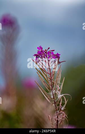 Rose Bay Weidenkraut, Chamaenerion angustifolium, in Blüte und Samen am Ende des Sommers in North yorkshire, Großbritannien Stockfoto