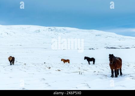 Winterlandschaft in der Nähe von Hvammstanga, Nordwestregion. Island, Europa. Stockfoto