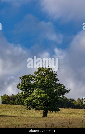 Baum in Blatt auf einem Feld in North yorkshire, Großbritannien Stockfoto