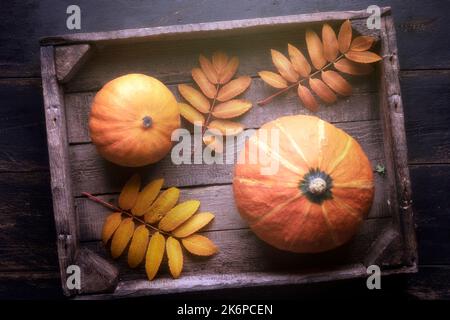 Orangefarbener Kürbis in einer Holzkiste, Herbsternte zu Halloween. Herbststillleben, stimmungsvolle Stimmung. Stockfoto