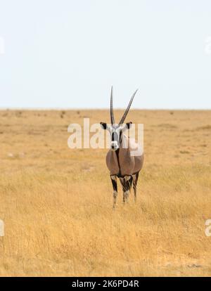 Porträtansicht eines Gemsbok Oryx, der in die Kamera blickt, mit einem trockenen gelben Gras umgeben Stockfoto