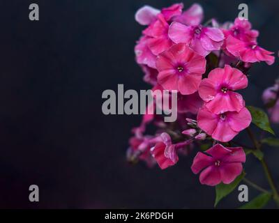 Rosa Gartenphlox (Phlox paniculata), auch Sommerphlox genannt, auf dunklem Hintergrund Stockfoto