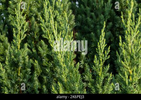 Grüne Textur frischer Wacholder Nahaufnahme. Stockfoto