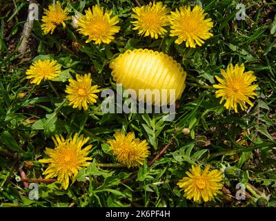Gelbes Osterei aus Nylon, versteckt zwischen den Dandelionen Stockfoto