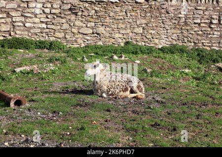 Ein sehr gut verklemmtes Ewe, erstickt mit Distelburrs, saß und wartete auf ihre männlichen Schafe, die an einem frühen Wintertag zurückkehrten. Stockfoto