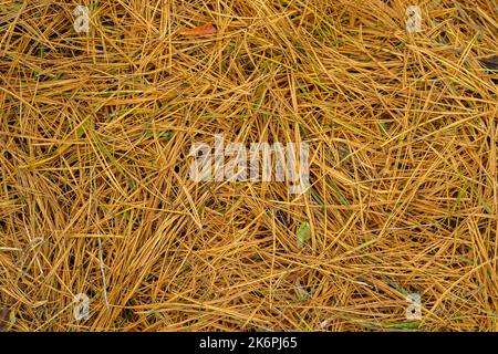 Alte Kiefernnadel Textur Hintergrund Stockfoto
