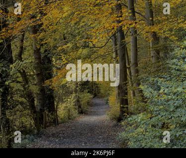 Ein Fußweg in Eckington Woods im Herbst Stockfoto