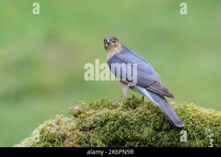 Sperlingshawk, Accipiter Nisus, auf einem Flechten bedeckten Baumstamm, Blick von hinten, Kopf nach hinten gedreht Stockfoto