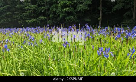 Lila Sibirische Iris oder sibirische Flagge (Iris sibirica) Blumen wachsen in einem Park Stockfoto