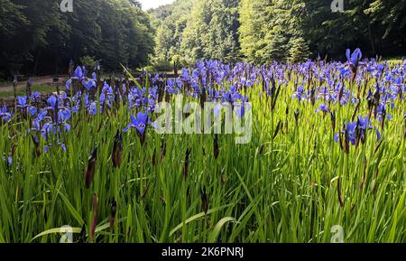 Lila Sibirische Iris oder sibirische Flagge (Iris sibirica) Blumen wachsen in einem Park Stockfoto