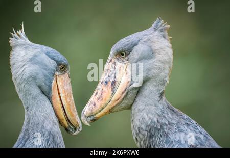 Zwei Shoebill-Störche (Balaeniceps rex), auch bekannt als Walkopf, Walkopfstorch, Walfisch, einander gegenübergestellt in ZooTampa im Lowry Park in Tampa, Florida Stockfoto