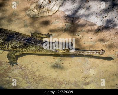 Indischer Gharial (Gavialis gangeticus), auch bekannt als gaviales oder fischfressendes Krokodil,