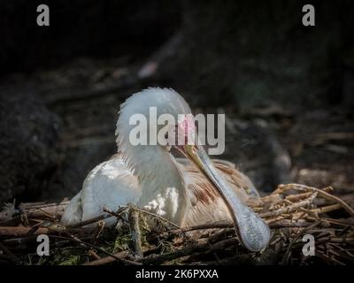 Der afrikanische Löffler (Platalea alba) sitzt auf einem Nest Stockfoto