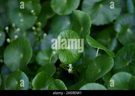 Nahaufnahme des Wasserpfennywürzeblattes im Gemüsegarten Stockfoto