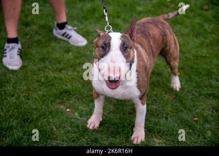 Brindle und weißer Bullterrier-Hund steht auf grünem Rasen mit Besitzer an der Leine Stockfoto
